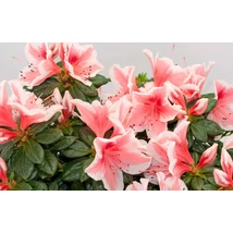 Azalea - Azálea CS12