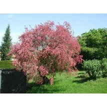 Tamarix tetrandra - Tamariska K3L 60/80