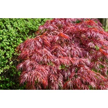 Acer palmatum var. dissectum ‘Tamukeyama’ – Csüngő japán juhar 1/2 törzses K55