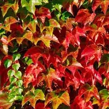 Parthenocissus tricuspidata  Tapadókorongos vadszőlő Cs14 80/100