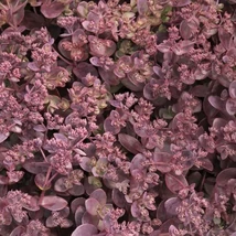 Sedum SunSparkler Cherry Tart - Varjúháj D14