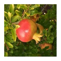 Punica granatum Magnush – Gránátalma 30/40