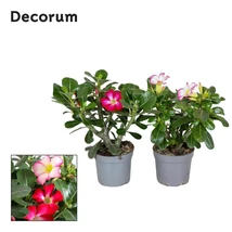 Adenium Obesum in varieties sivatagi rózsa P13 35cm