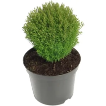 Thuja occidentalis 'Teddy' - Törpe gömbtuja Teddy CS10