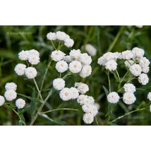 Achillea ptarmica 'Peter Cottontail' – Kenyérbél cickafark Cs14