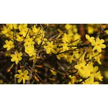 Jasminum nudiflorum - Téli jázmin