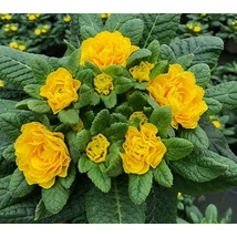 Primula teltvirágú extra kankalin