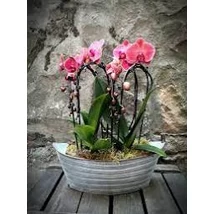 Orchidea beültetés ovális kaspóban 20cm