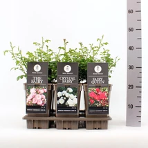 Rosa Basics The Fairy  in varieties Terülőrózsa P17 K3L