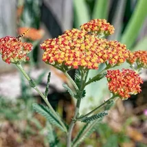 Achillea Terracotta - Cickafark CS9