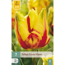 Jub Texas Flame tulipán virághagyma 7 db/cs Jub Texas Flame tulipán virághagyma 7 db/cs