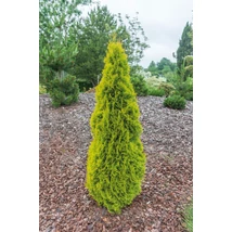 Thuja occidentalis ‘Janed Gold’ – Arany oszlopos tuja K2 30/40