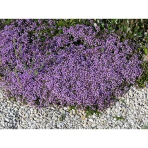 Thymus Elfin - Díszes kakukkfű