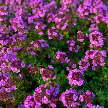 Thymus 'Caborn Wine & Roses'  Kakukkfű CS9 	