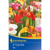 Kiepenkerl Pávaszeme Tigrida színkeverék 8db/cs