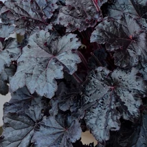 Heuchera Timeless Night - Tűzeső Cs15