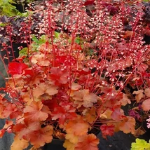 Heuchera Timeless Orange - Tűzeső Cs14