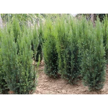 Taxus baccata 'Lakatos' - Oszlopos tiszafa 100/125 K25/30