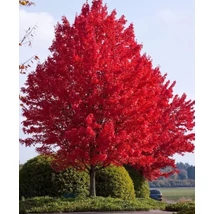 Acer tataricum subsp. ginnala – Tűzvörös juhar K20 175/200