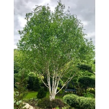 Betula pendula TT - Többtörzses nyír K25 TT 175/200