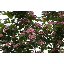 Crataegus mordenensis 'Toba' - Rózsaszín teltvirágú galagonya K18/25 225 