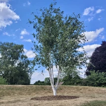 Betula utilis var jacquemontii - Himalájai nyír fehértörzsű K25 8/10