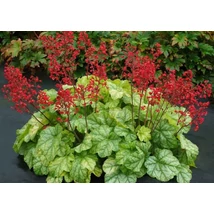 Heuchera Tokyo - Tűzeső CS14