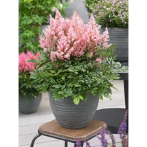 Astilbe - Tollbuga Look At Me K2L