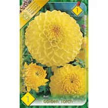 Dália gumó Golden Torch 1-db