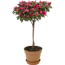 Azalea japonica T - Törzses Japán Azálea K3 T30 