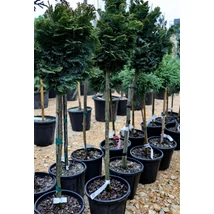 Chamaecyparis obtusa 'Nana Gracilis' - Hinoki álciprus  törzses K5 T100