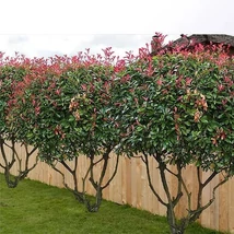 Photinia x fraeseri 'Red Robin' TT– Korallberkenye Multi több törzses 180/200 C100L