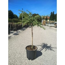 Pyracantha coccinea 'Variegata' - Tűztövis 1/4 törzses CLT7-10