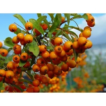 Pyracantha hibrid 'Orange Charmer' – Tűztövis K3 40/60