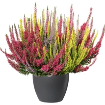 Calluna - Csarab kicsi trio