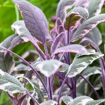 Salvia officinalis  -  Zsálya Tricolor CS14