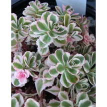 Sedum spurium 'Tricolor'- Kaukázusi varjúháj CS9