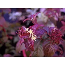 Diervilla rivularis 'Troja Black' - Sárgalonc K2 20-40