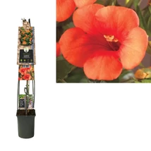 Campsis × tagliabuana ‘Madame Galen’ - Trombitafolyondár P23 115 cm