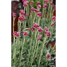 Antennaria dioica 'Alex Duguid' - Parlagi macskatalp
