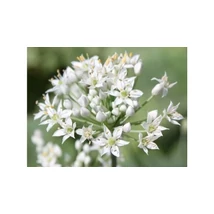 Allium tuberosum -  Kínai metélőhagyma Cs9