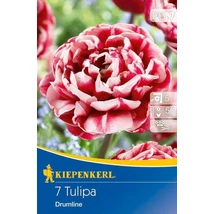 Kiepenkerl Drumline kései teltvirágú tulipánhagymák 5db Kiepenkerl Drumline kései teltvirágú tulipánhagymák 5db