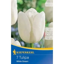 Kiepenkerl White Dream Triumph tulipánhagymák 7db