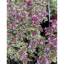 Thymus Sparkling Bright - Kakukkfű CS9