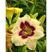 Hemerocallis Blueberry Candy K2L