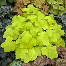 Heuchera 'Citronelle' Cs15