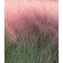 Muhlenbergia reverchonii 'Undaunted' - Vattacukorfű CS14