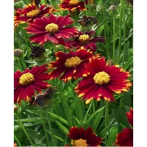 Coreopsis ‘Li’l Bang Red Elf’ – menyecskeszem Cs14