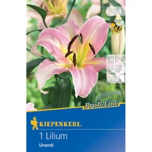 Kiepenkerl Profi-Line Liliom Urandi 1db Kiepenkerl Profi-Line Liliom Urandi 1db
