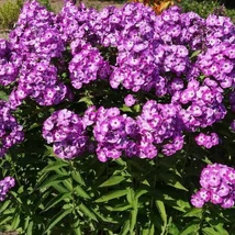 Phlox paniculata 'Laura' Uspech - Bugás lángvirág Cs14
